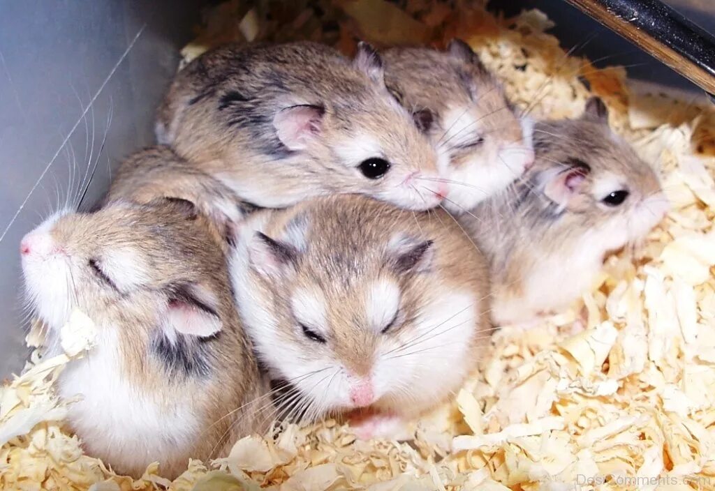 Хомяки живут лет