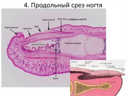 Речь порок узы вязать ноготь ножны