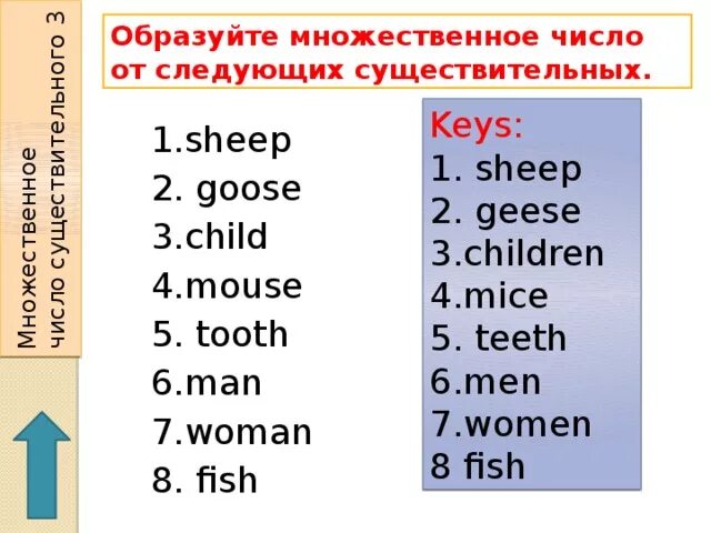 Sheep во множественном числе на английском. Child множественное число в английском языке. Moose множественное число. Wsheep множественное число.