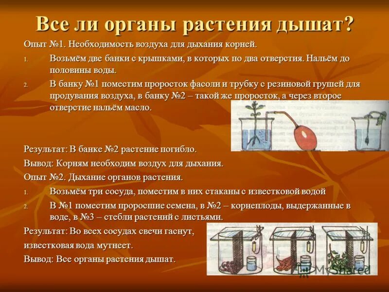 горячие ли органы. горячие ли органы. расположение органов у человека. горячие ли органы. печень самый горячий орган.