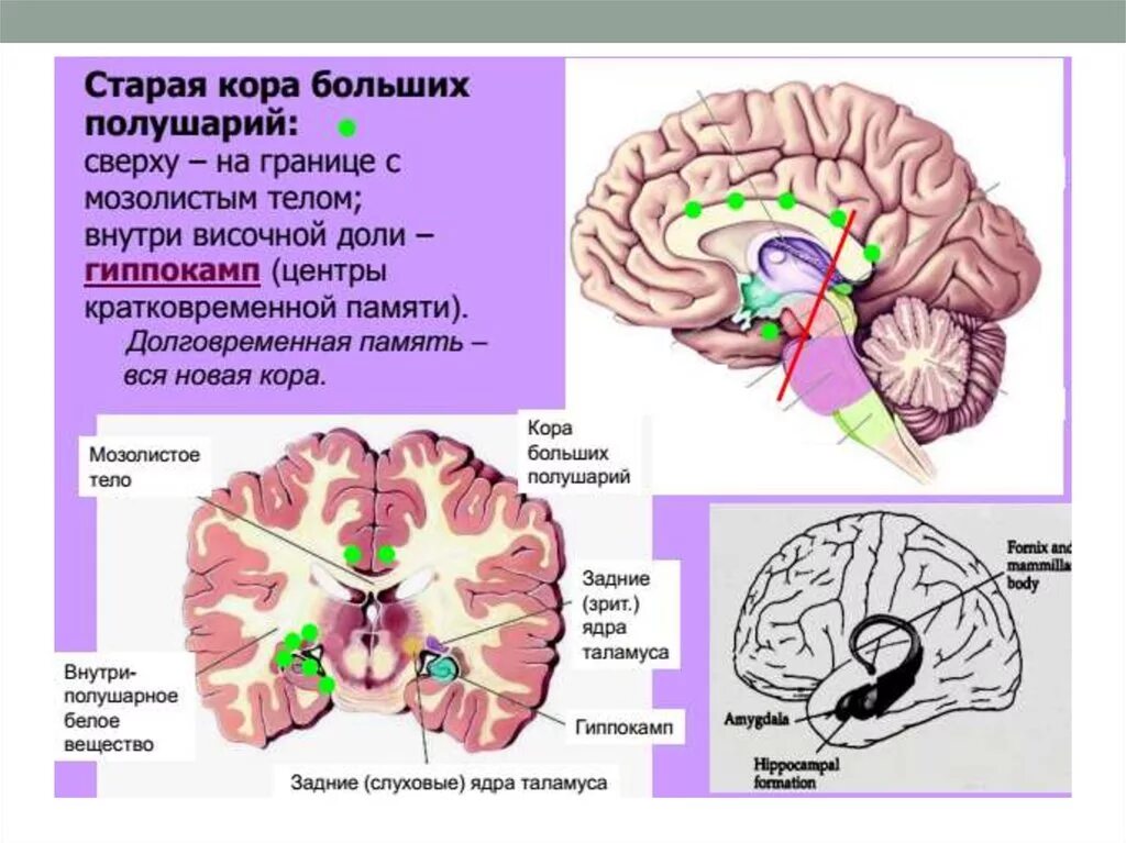 Анатомо-физиологические особенности нервной системы у детей. Анатомо-физиологические особенности центральной нервной системы. Особенности ЦНС У новорожденных. Анатомо физиологические характеристики ЦНС.