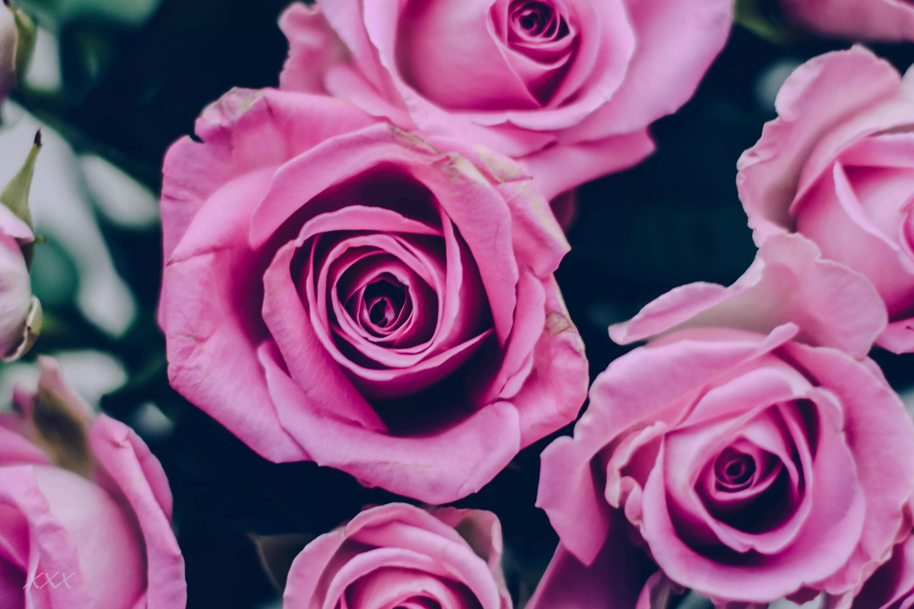 Картинки розе на заставку телефона. Розы на телефон. Розы на заставку. Розы обои. Красивые розы на телефон.