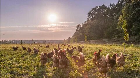 Tosaka chicken farm