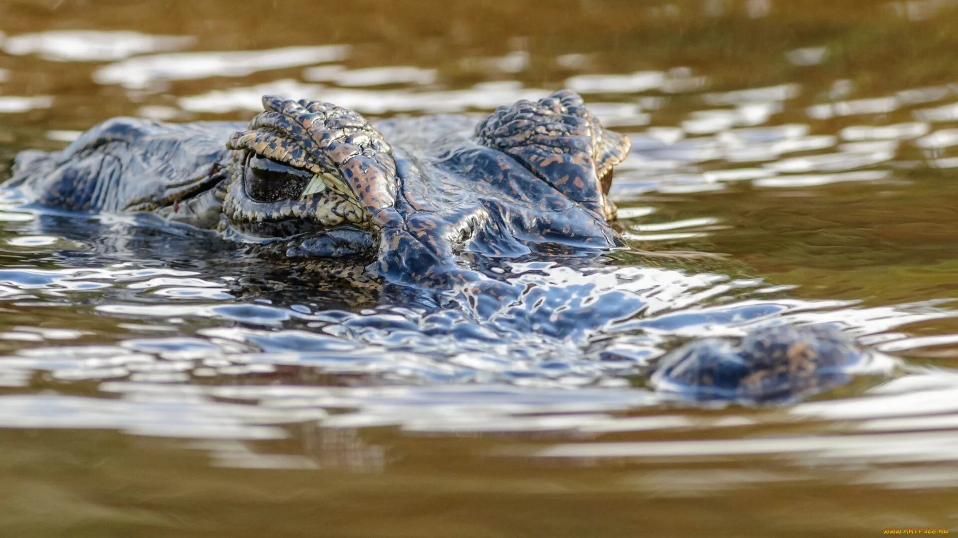 К чему снится крокодил в воде. Нильский крокодил. аллигатор в воде. крокодил в воде. крокодил выглядывает из воды.