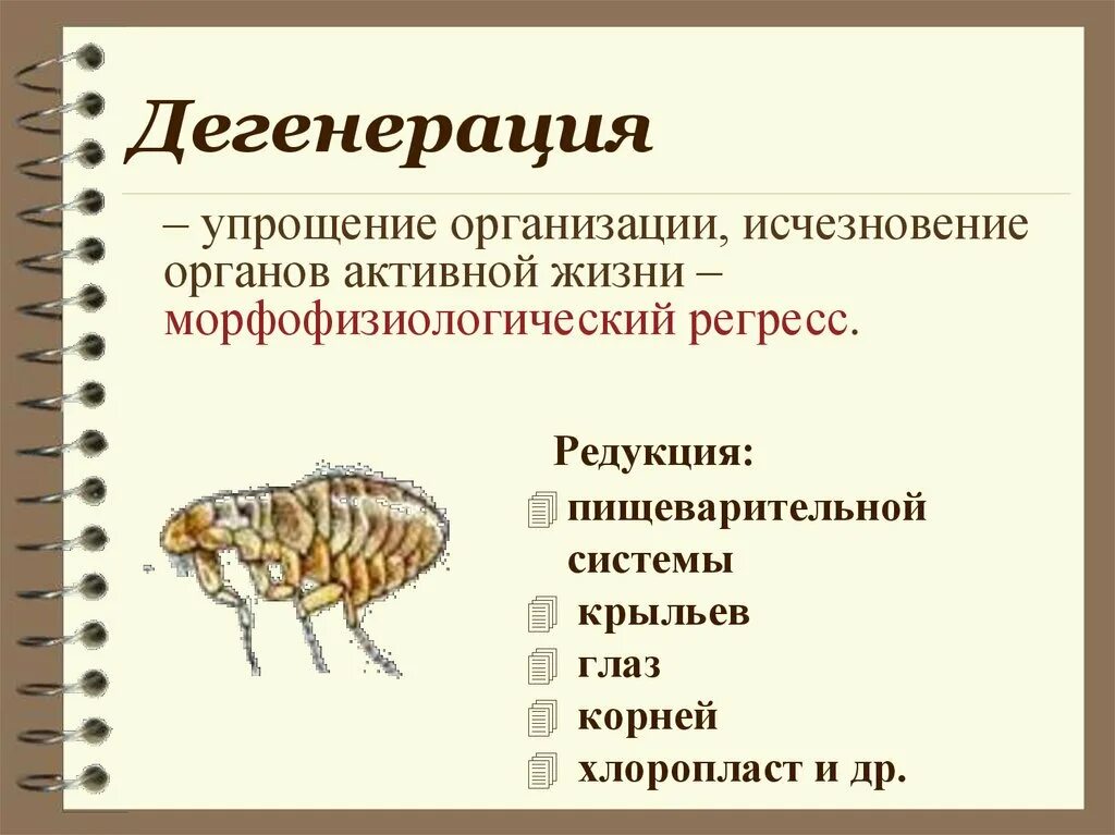 Дегенерация. Дегенерация это в биологии. Общая дегенерация. Общая дегенерация это в биологии.