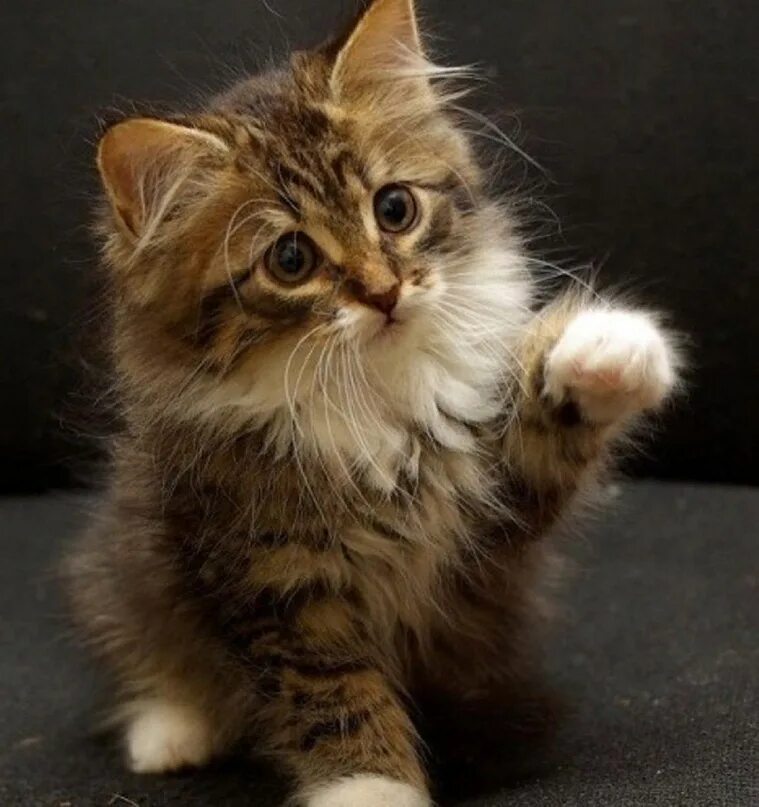 Кот махающий лапой. Кот махающий лапой