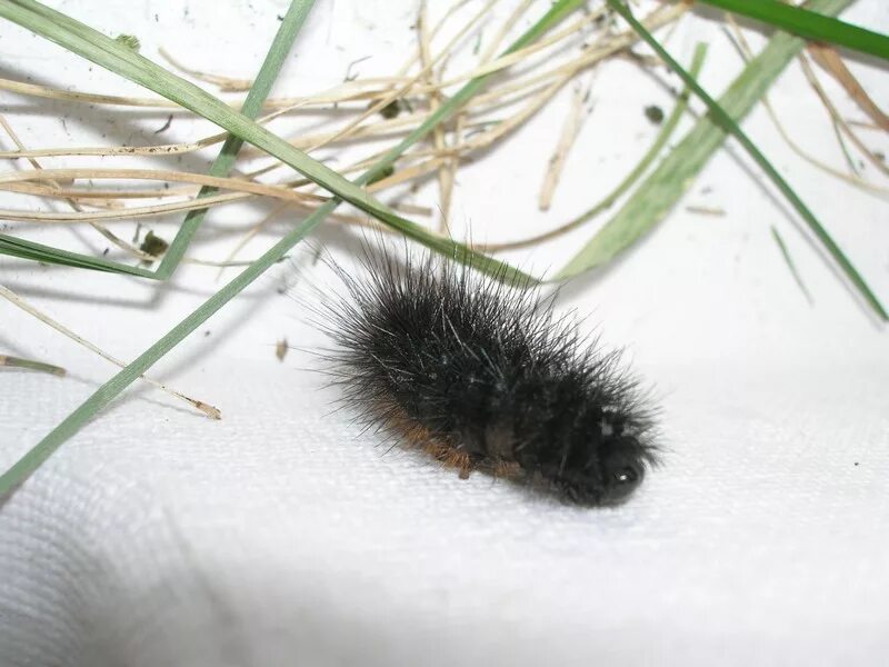 зима гусениц. черная лохматая гусеница. зима гусениц. мохнатая гусеница на снегу. сибирский шелкопряд (dendrolimus sibiricus tschetw.