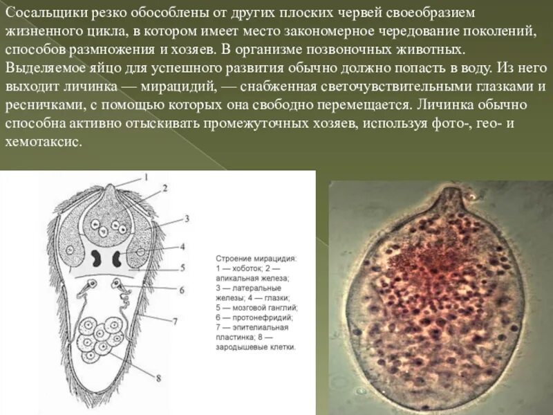 Хозяин печеночного сосальщика является