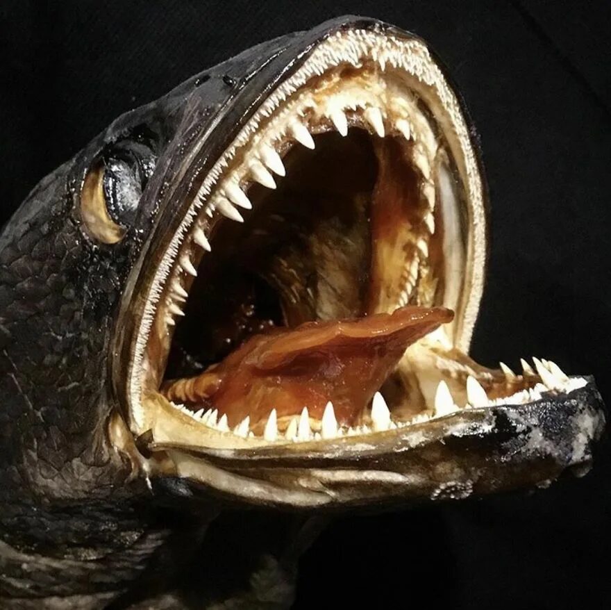 страшные морские существа. марианская впадина акула мегалодон. рыба гадюка слоана. монстры обитают. марианский жёлоб мегалодон.