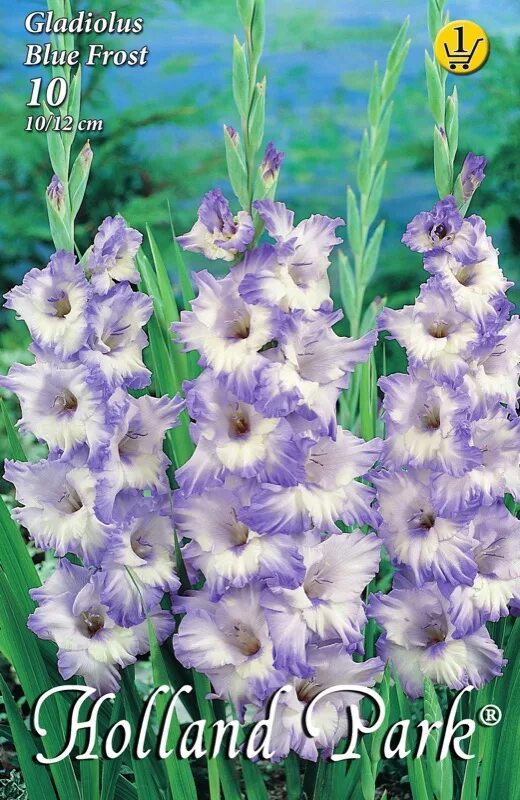 гладиолус blue frost. гладиолус блю фрост уп. гладиолус блю фрост фото. гладиолус свит блю. гладиолус блу фрост.