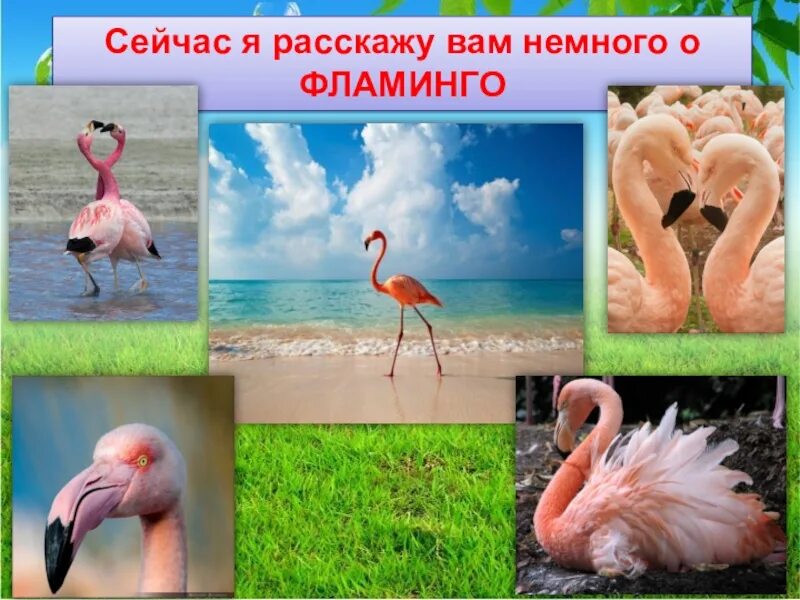 Фламинго презентация. Розовый Фламинго презентация. Розовый Фламинго красная книга. Проект про Фламинго. Фламинго сообщение