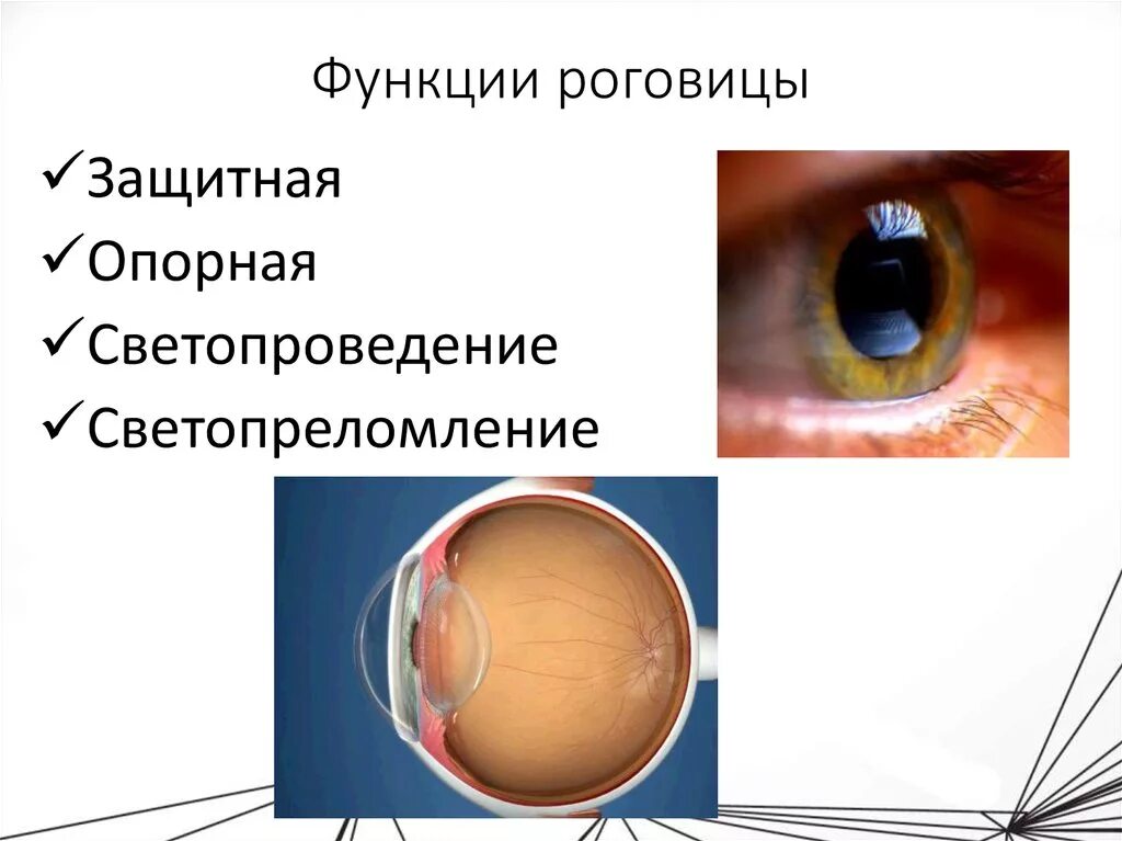 Функции роговицы глаза. Роговица глаза строение и функции. Строение роговицы офтальмология. Строение роговицы глаза. Роговица характеристика