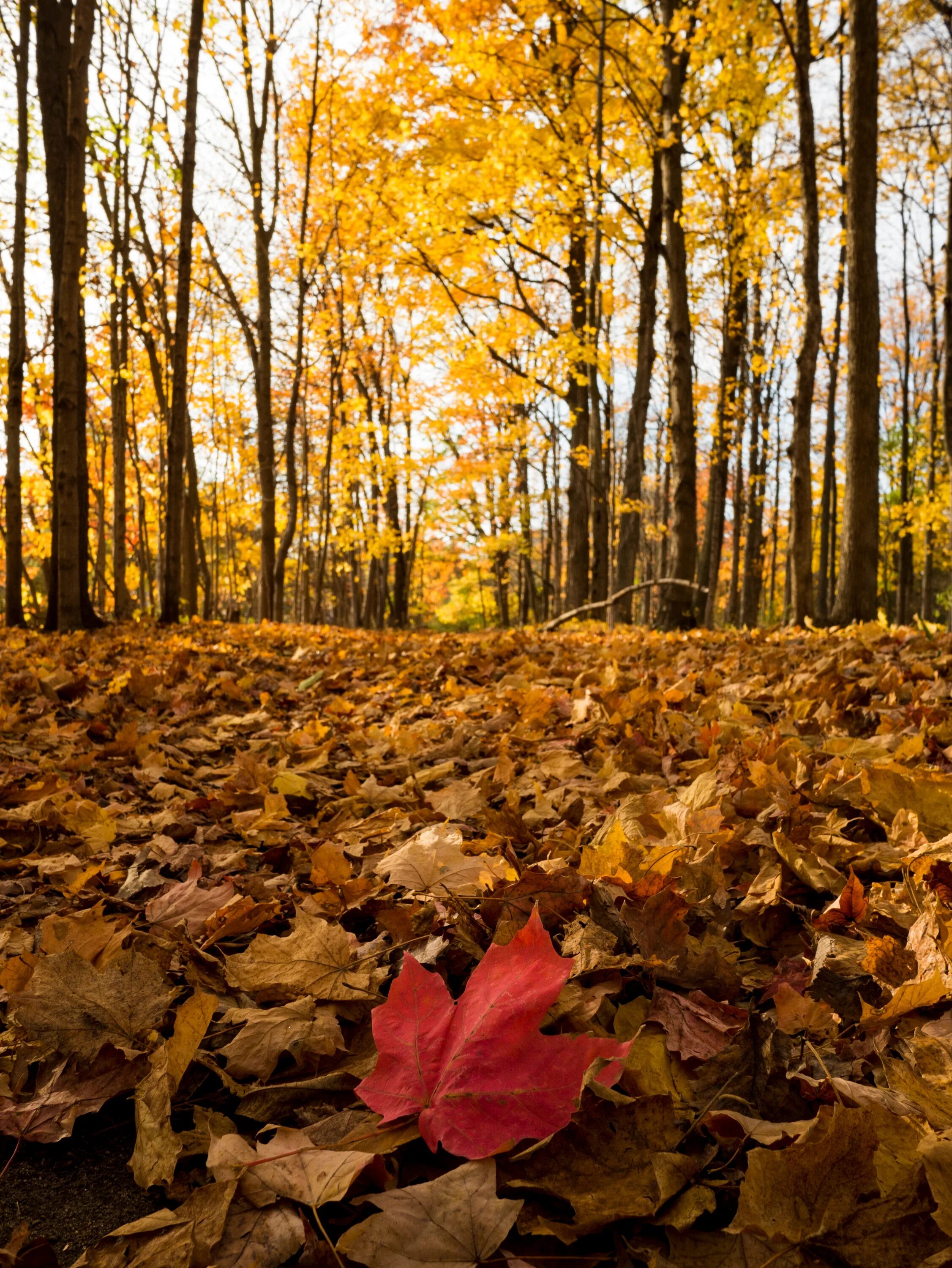 Может ли вас взволновать красота осеннего леса. Осенний лес. Красивый осенний лес. Лес осенью. Осень в лесу.