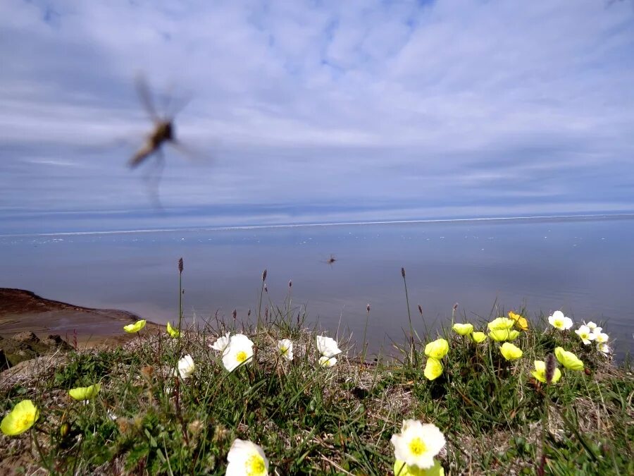 Море лаптевых температура летом и зимой. Информация о море лаптевых. Карское море и море лаптевых. Море лаптевых растительный мир. Средняя температура моря лаптевых.