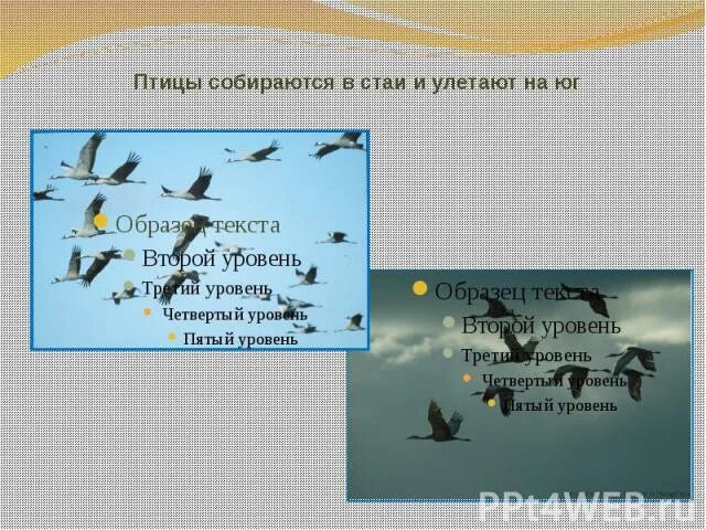 Снова птицы в стаи. Птицы собираются в стаи. Собираются в стаи и улетают. Птицы в стаи собираются текст.