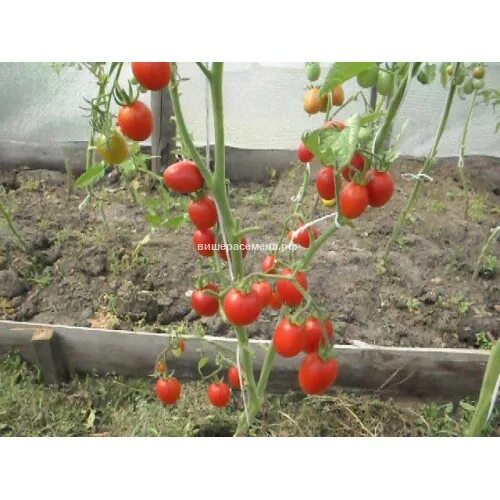 томат благородный