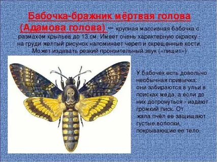 Бабочка бражник где обитает