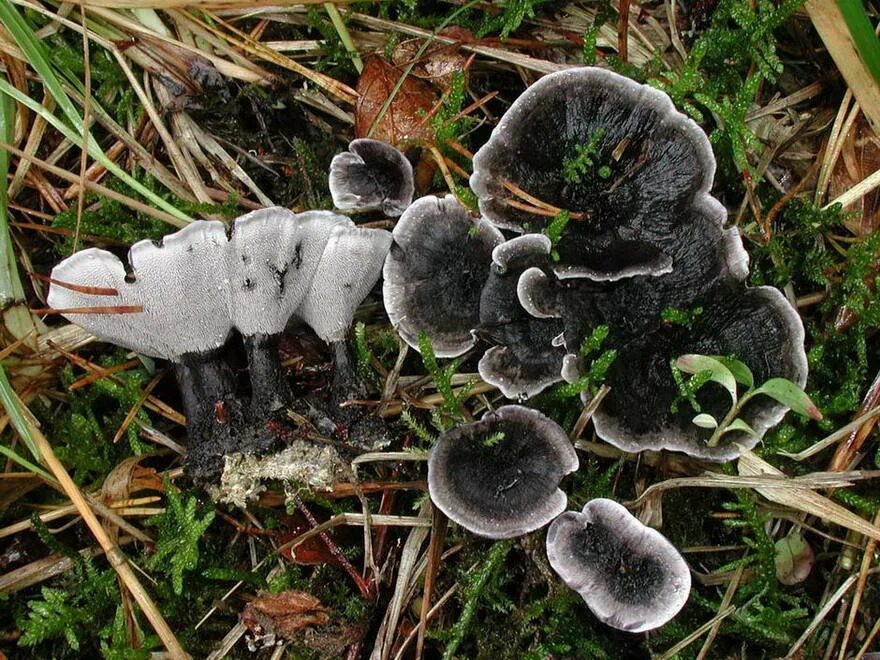 Ежовик плодовое тело. Ежовик гриб несъедобные. Гриб ежовик черный. Ежовик Сосновый гриб. Ежовик черный (Phellodon Niger).