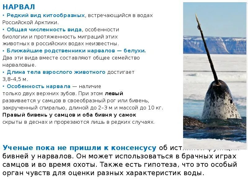 В какую красную книгу занесен нарвал. Нарвал морской единорог в красной книге. нарвал описание животного. животные из красной книги нарвал. виды нарвал.
