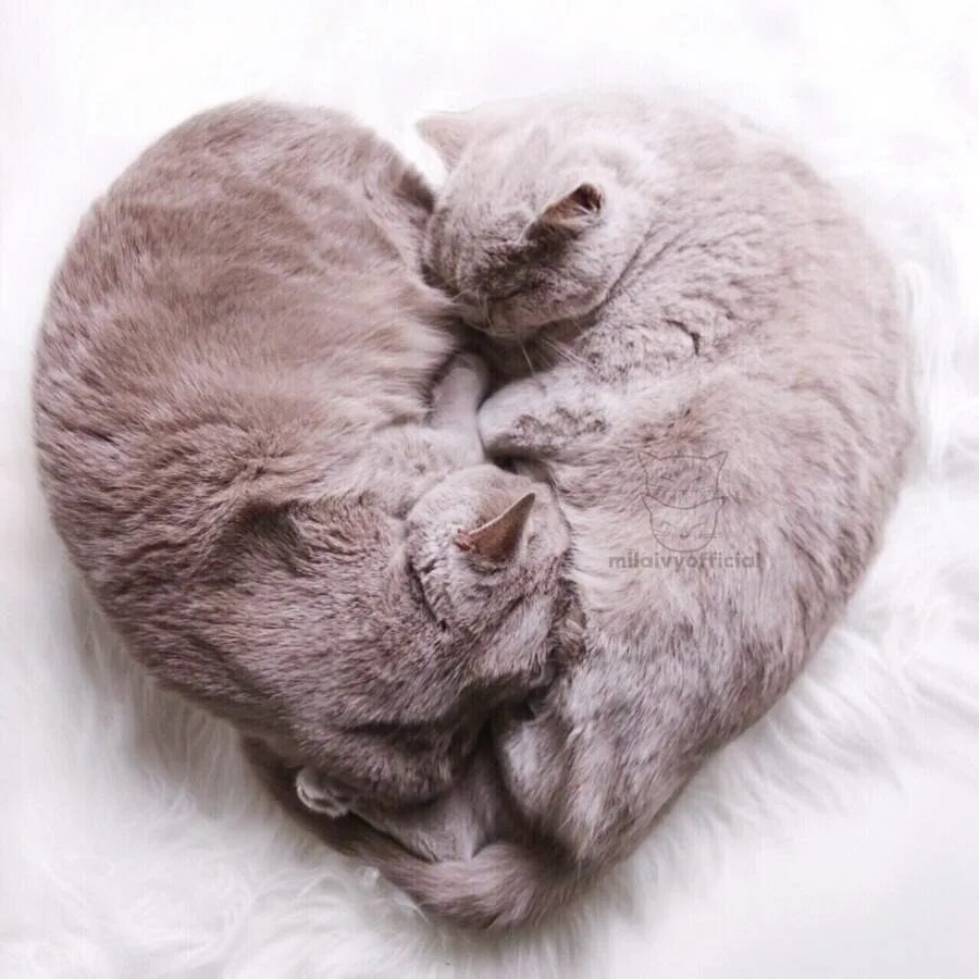 Кошки любовь. Котики обнимашки. Влюбленные котики. Кошачьи нежности. Картинки с любящими котиками