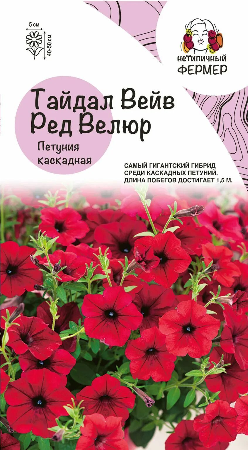 Петуния red velour. Тайдал ред велюр петуния фото и описание. Петуния тайдал вейв ред велюр. Петуния тайдал ред велюр. Петуния f1 тайдал вейв ред велюр.