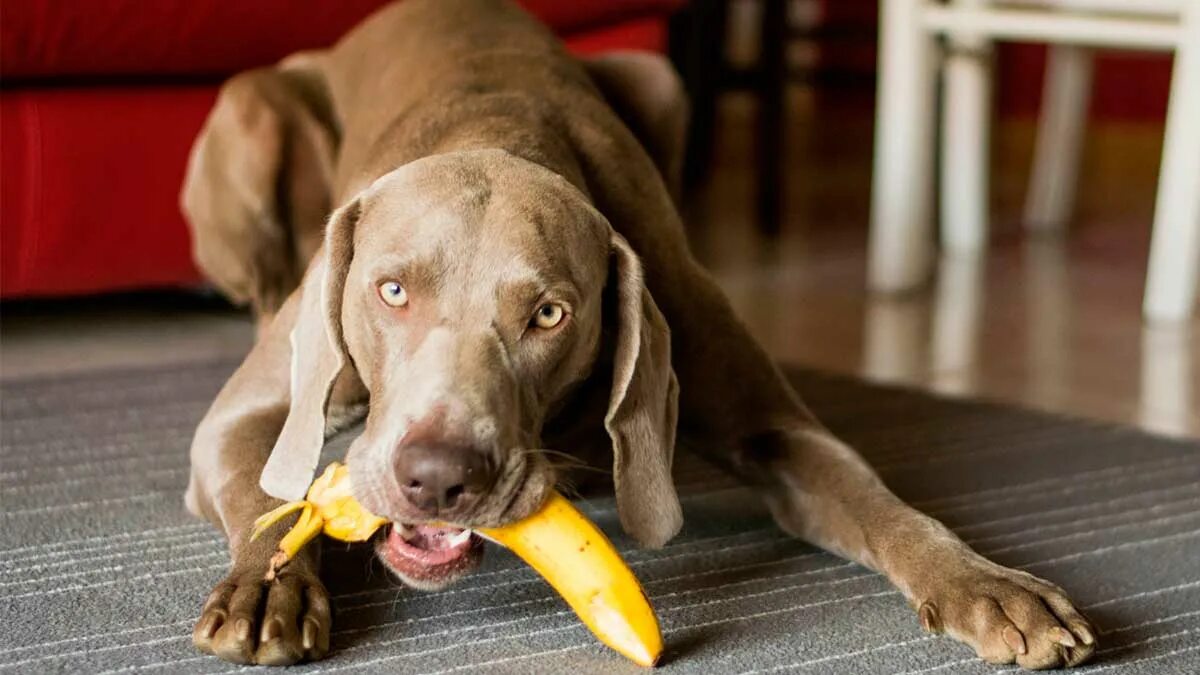 Можно собакам давать бананы. Собака банан. Собака ест банан. Собака кушает банан. Бананчик собака.