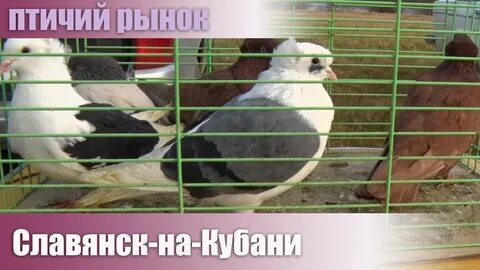 Голуби славянск на кубани