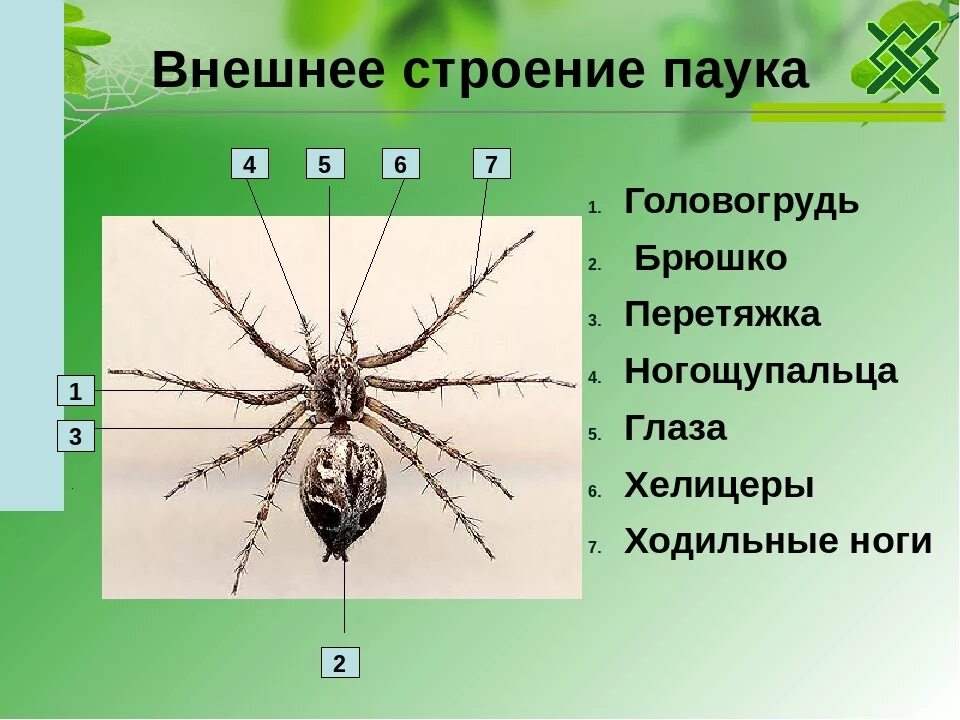 Для класса паукообразные характерно. Строение головогруди паука. Внешнее строение паукообразных схема. Внешнее строение паука 7 класс биология. Класс паукообразные внешнее строение паука крестовика.