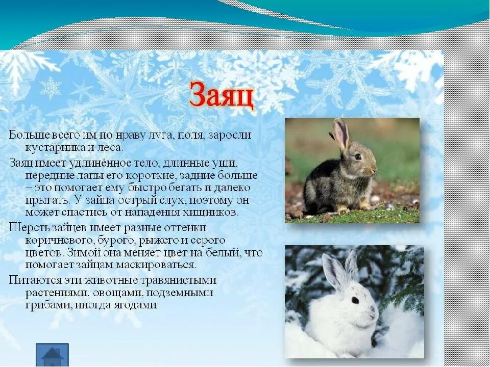Доклад про зайца 3 класс окружающий мир. Рассказ про зайца. Характеристика зайца. Рассказ о животномзайц. Заяц описание для детей