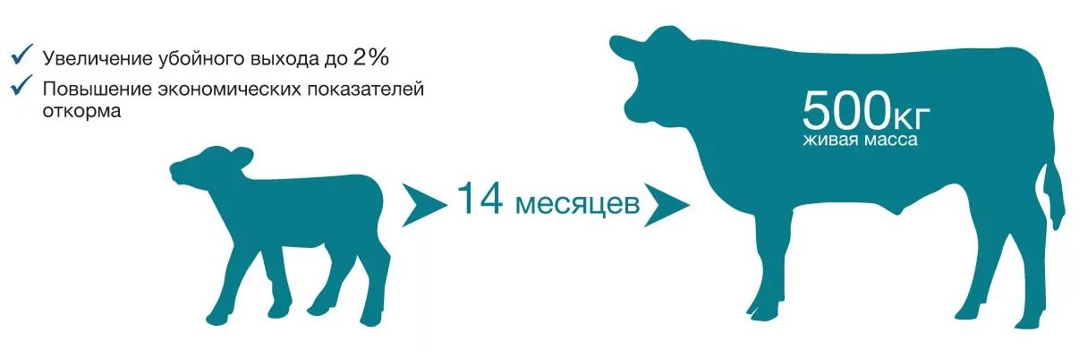 Выращивание мясных пород КРС. Кормление крупного рогатого скота. Схема откорма Бычков на мясо. Рост коровы. Выросла корова