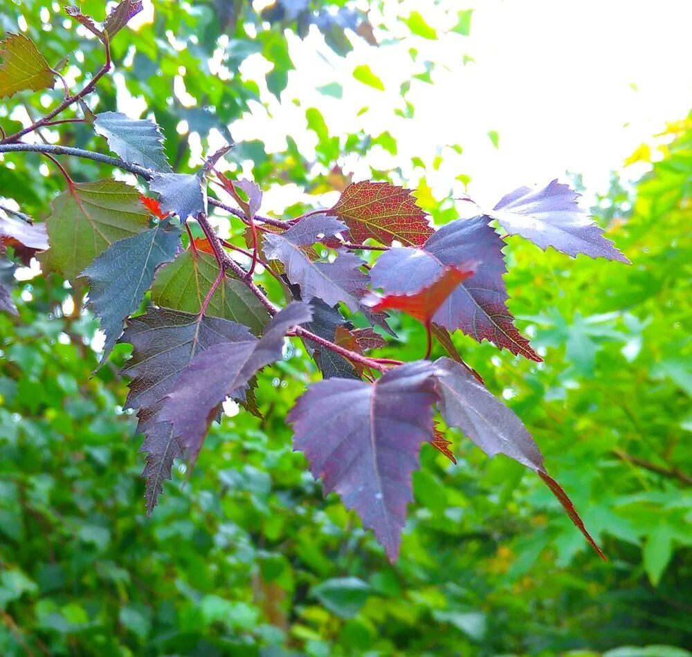 береза бородавчатая пурпуреа. Betula pendula royal frost. береза повислая пурпуреа. береза повислая royal frost. береза повислая royal frost.