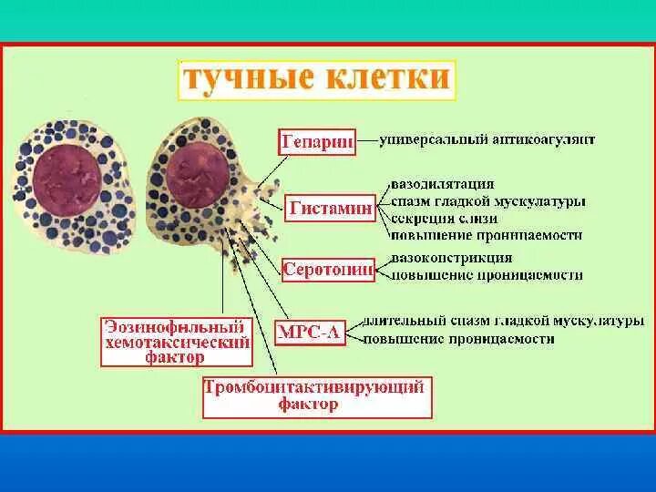 Тучные клетки что это. Тучные клетки строение. Тучные клетки дифференцировка. Тучные клетки гистамин. Тучные клетки гистология функции.
