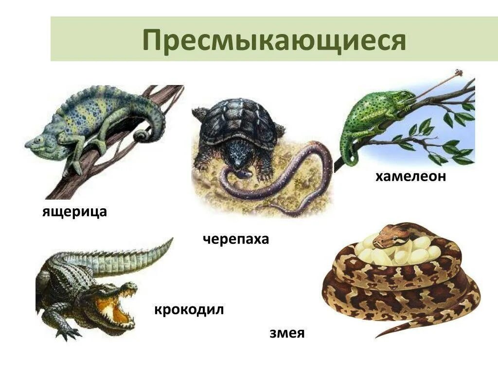 Класс земноводные класс пресмыкающиеся. Рептилии и земноводные. Пресмыкающиеся животные примеры. Группа животных пресмыкающиеся.