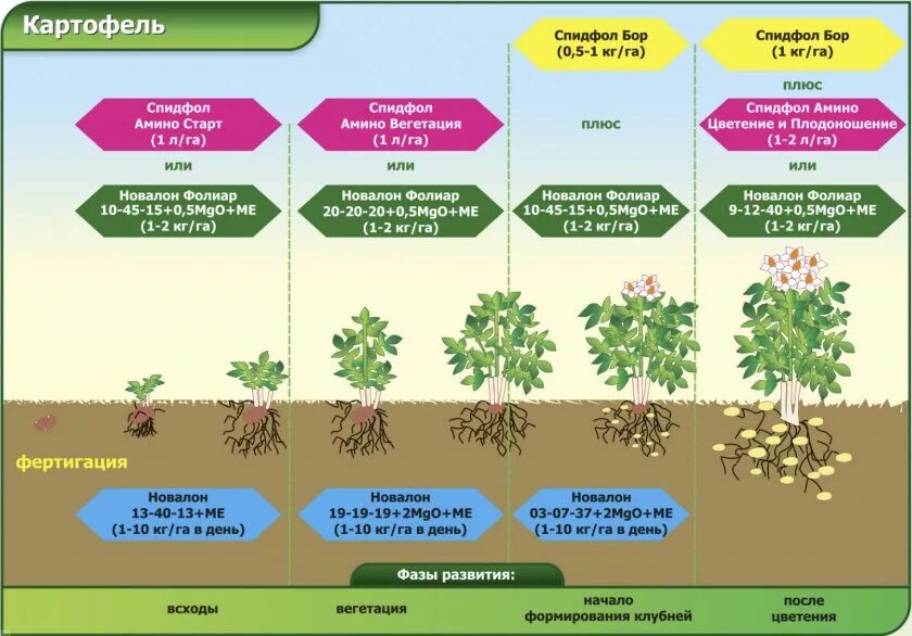 Схема внекорневых подкормок картофеля. Этапы роста картофеля. Фазы развития картофеля. Стадии роста картофеля. Что такое вегетация деревьев