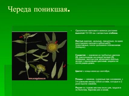 Географический процесс это длительная череда чего