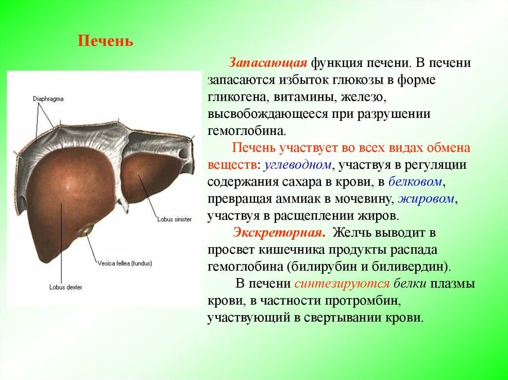 Какие вещества в печени