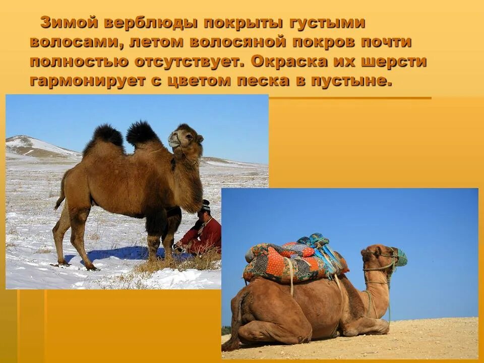 Верблюд презентация. Верблюд для дошкольников. Что значит верблюд. Одногорбый верблюд ареал. Верблюд нур одногорбый.