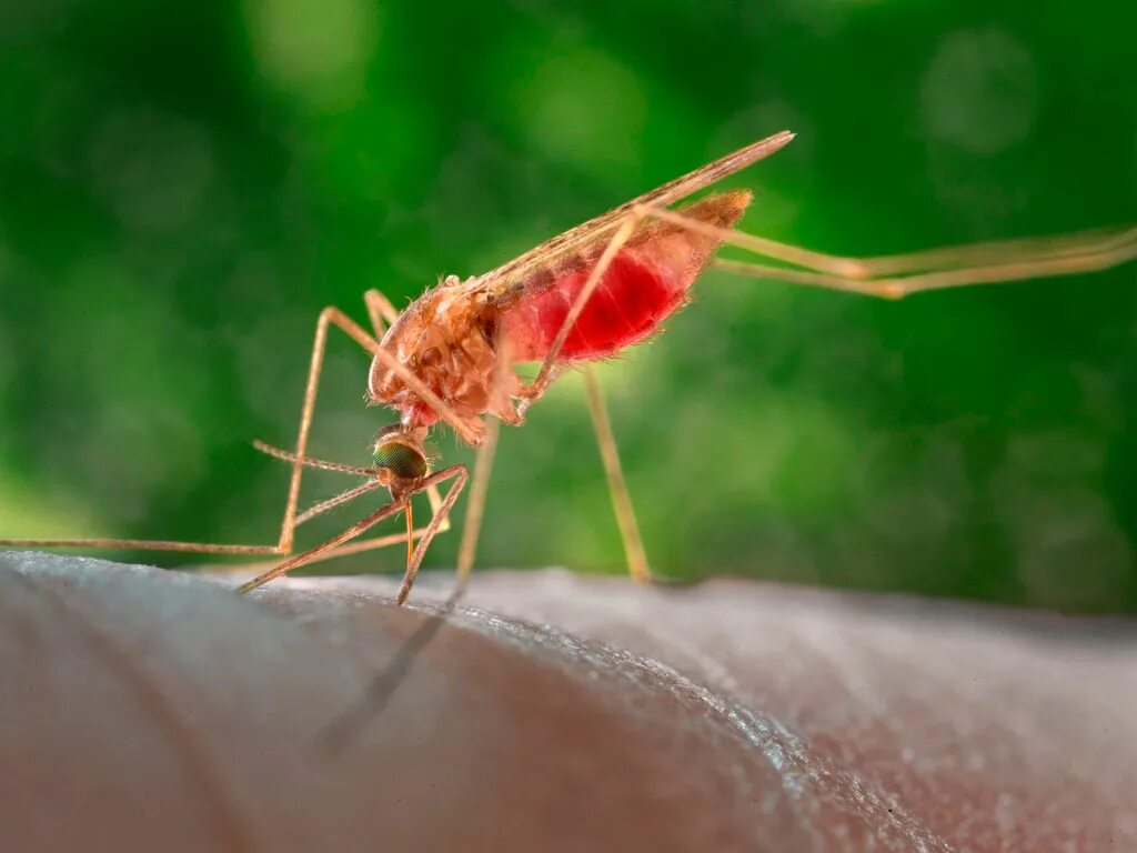 Дерево малярия. Укус малярии малярийный комар. Малярийный комар в Африке. Анофелес малярийный укус.