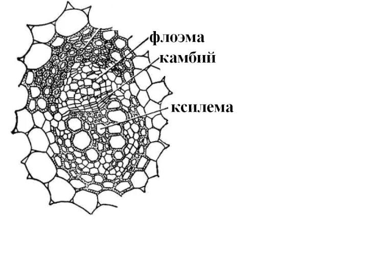 Ксилема и флоэма это ткани. Строение стебля Ксилема и флоэма. Поперечный срез листа Ксилема и флоэма. Проводящие пучки ксилемы и флоэмы. Флоэма рисунок