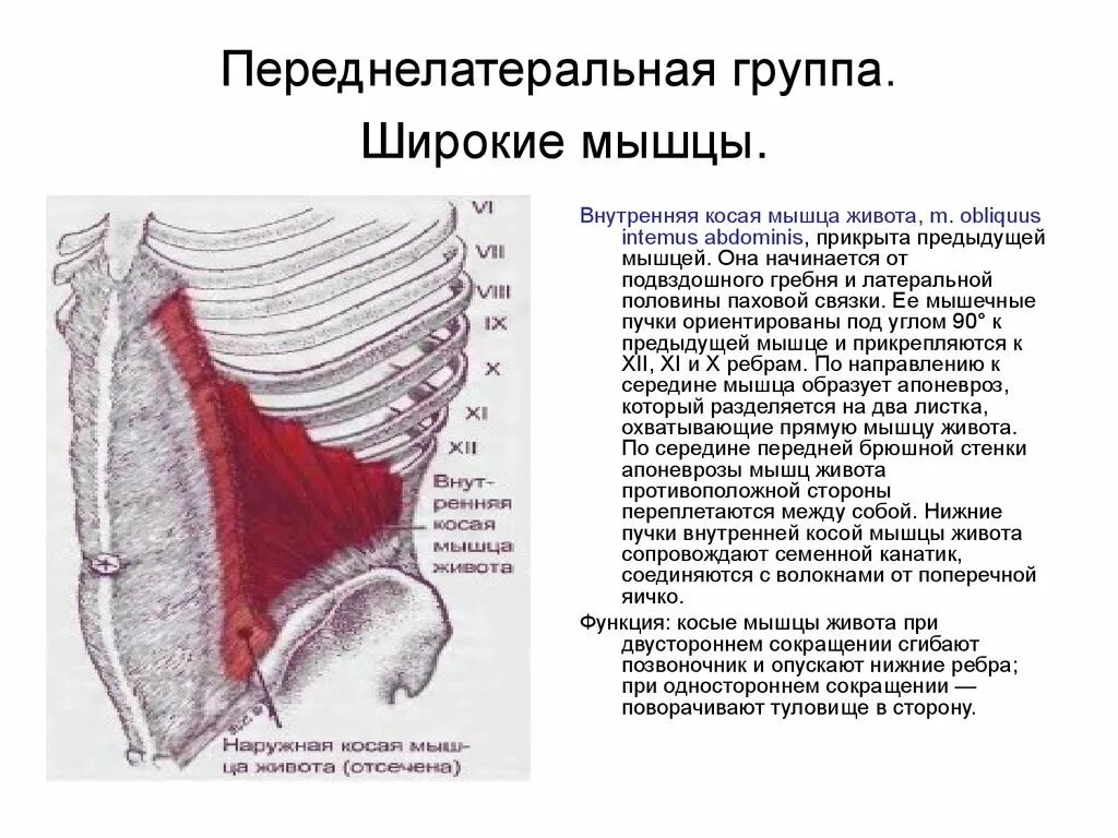 Области на поверхности живота. Мышцы живота передней стенки пирамидальная мышца. Переднелатеральная группа мышц живота. Внутренняя косая мышца живота. Широкие мышцы брюшной стенки.