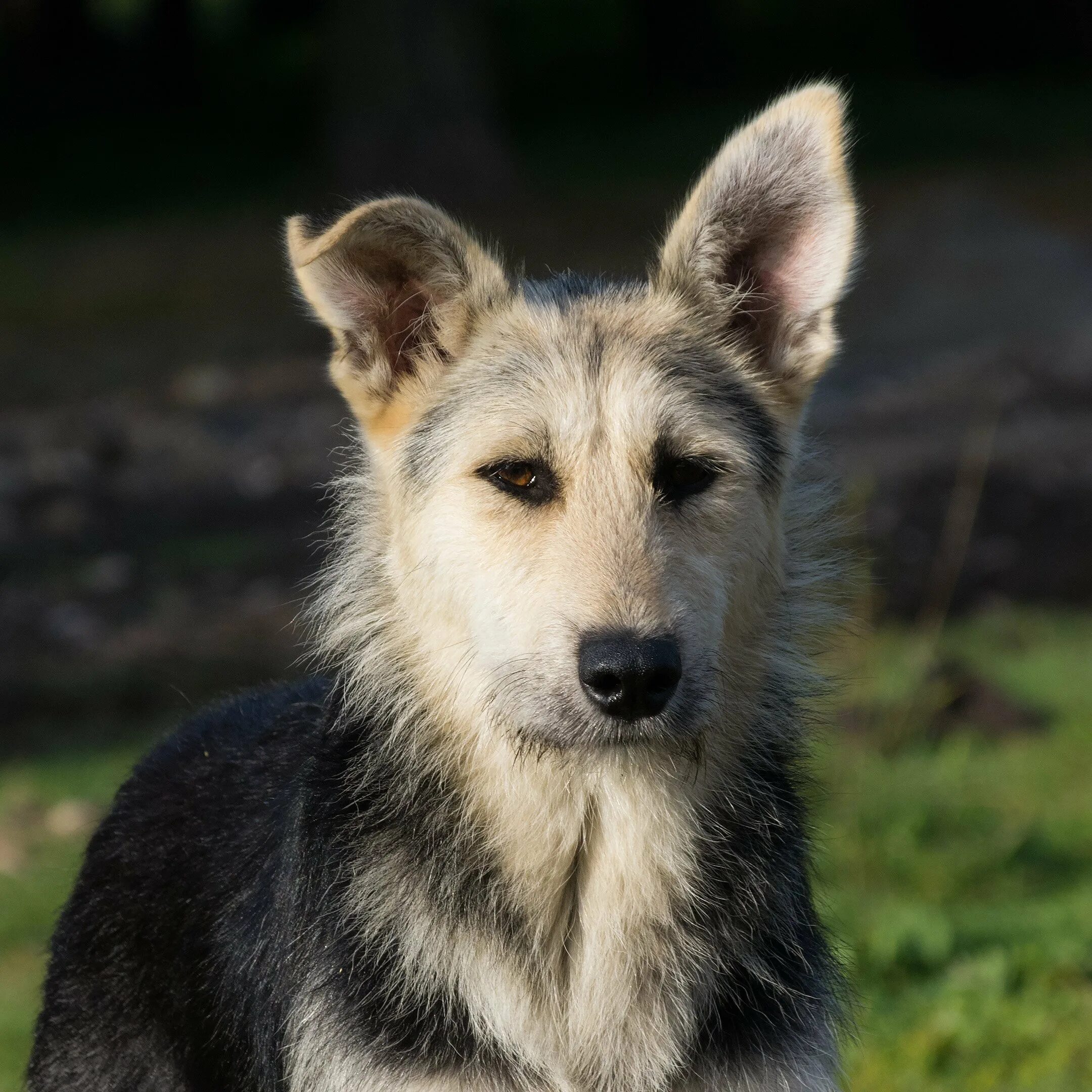 Шотландский двортерьер. Двортерьер. Королевский двортерьер. Двортерьер собака беспородная. Двор терьер.