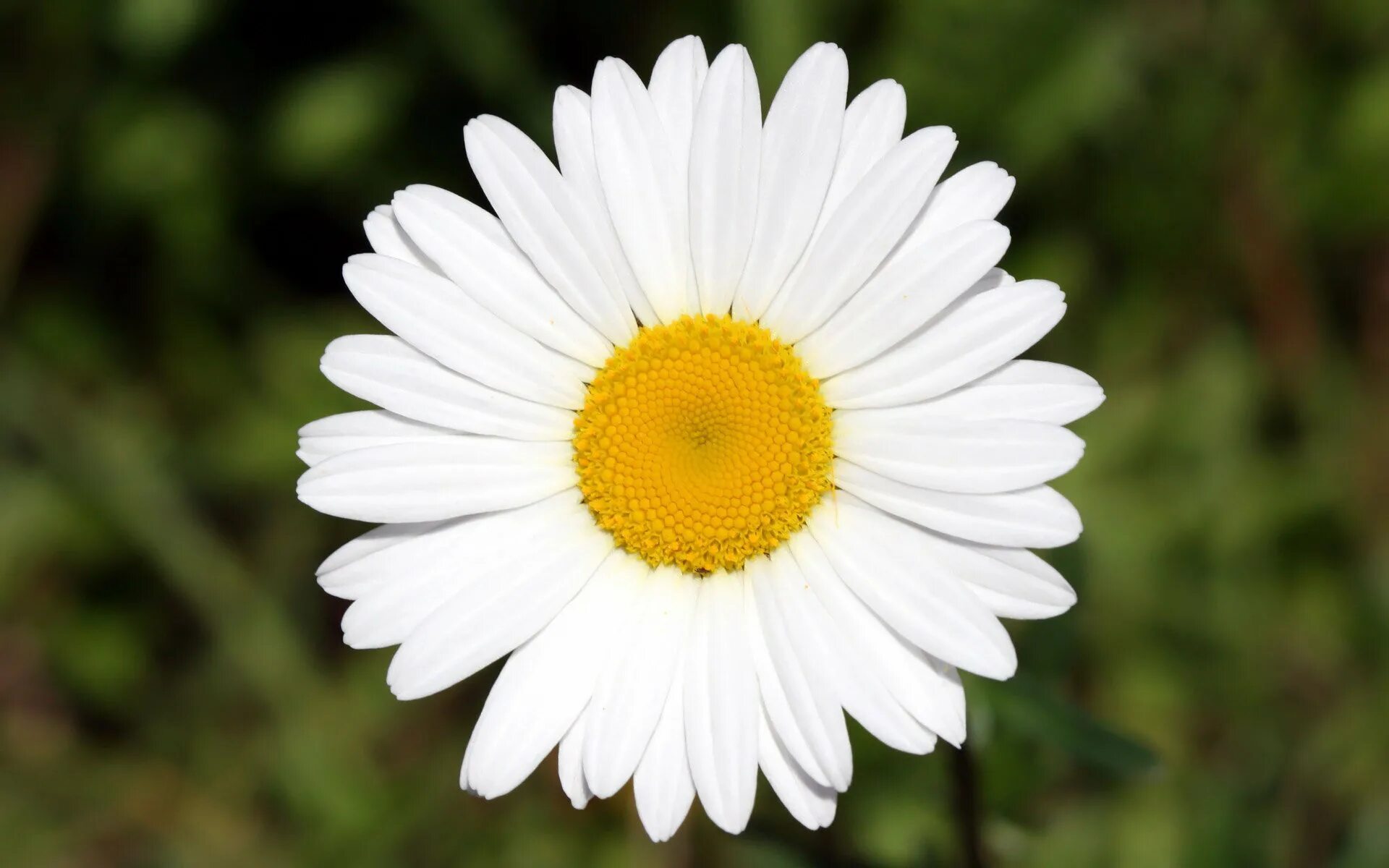 Растение символ россии. Белые ромашки. Ромашки цветы символ. День семьи любви и верности ромашка. Нивяник обыкновенный соцветие.