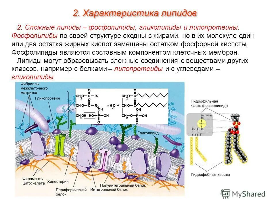 Жиры характеризуются. Химическое строение сложных липидов. Строение мембраны клетки . Липиды. Строение жиров липидов. Основная функция фосфолипидов в мембране.