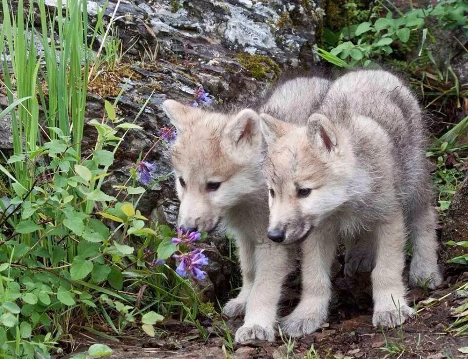 Белки волки 2. Тундровый волк с волчатами. Про маленького волчонка. Маленький волк. Красивый Волчонок.