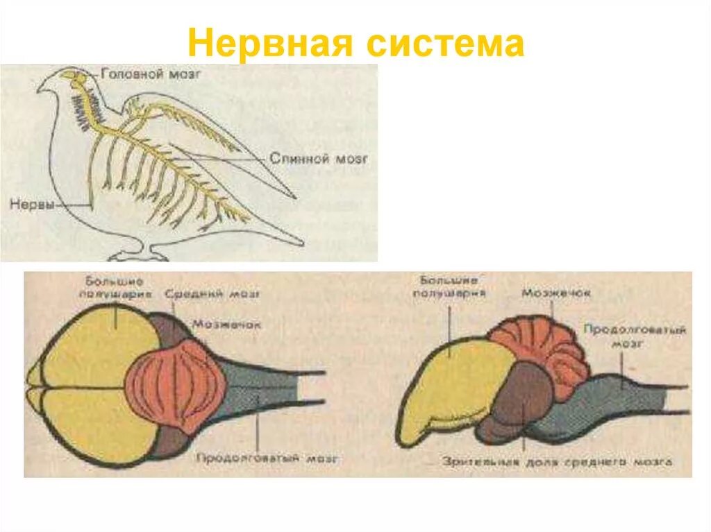 Анатомия нервной системы птиц. Схема строения головного мозга птицы. Нервная система птиц строение головного мозга. Нервная система птицы головной мозг.