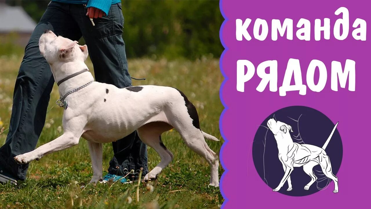 Питбуль команда. Питбуль дрессировка. команда рядом для собак. команда рядом. стафф.