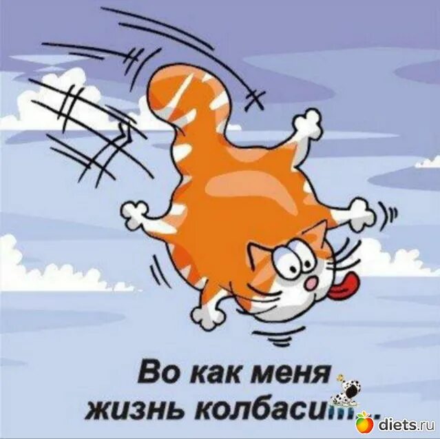 Колбасит это. Кота колбасит. пинок жизни. пинок коту. смешной пинок.