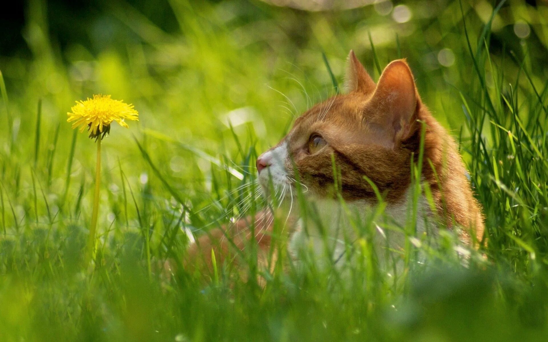 Котик летом. Природа с животными. кошка на природе. котик в траве. лето животные.