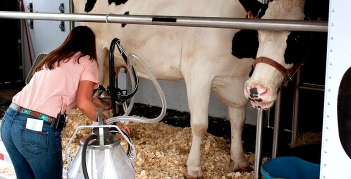 Дойка коров. Доильный аппарат для коров. Автоматическая дойка коров. Ручное доение коров.