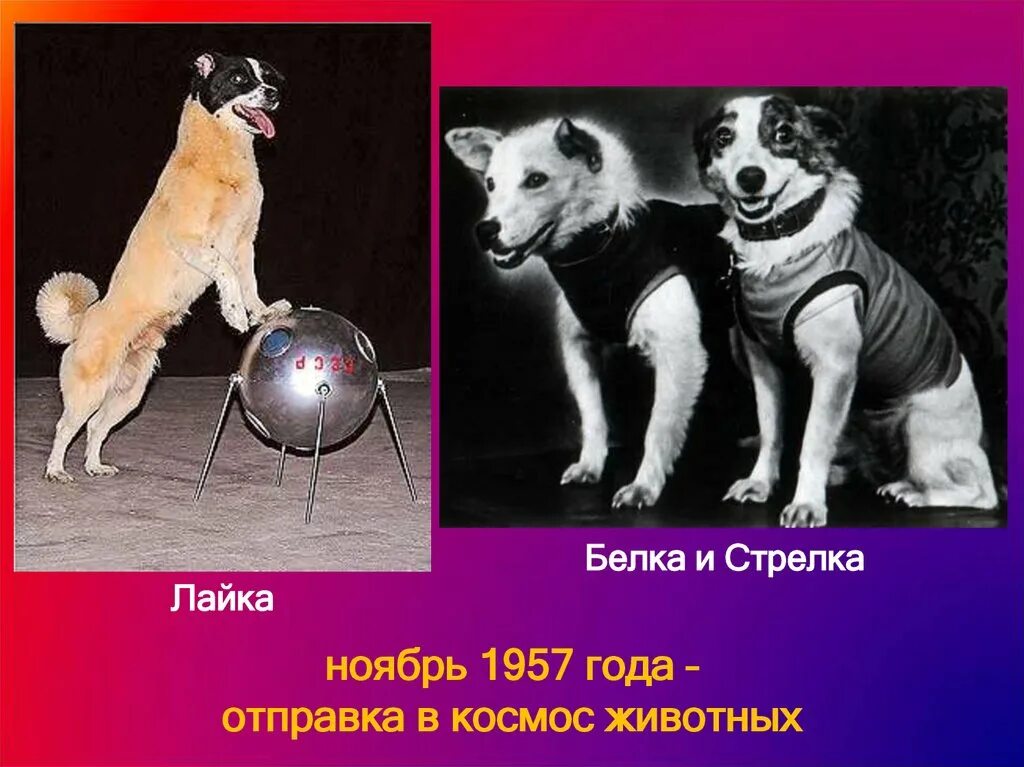 Фотографии белки и стрелки. Белка и стрелка. Лайка белка и стрелка. Белка и стрелка в космосе. Собаки полетевшие в космос белка и стрелка.